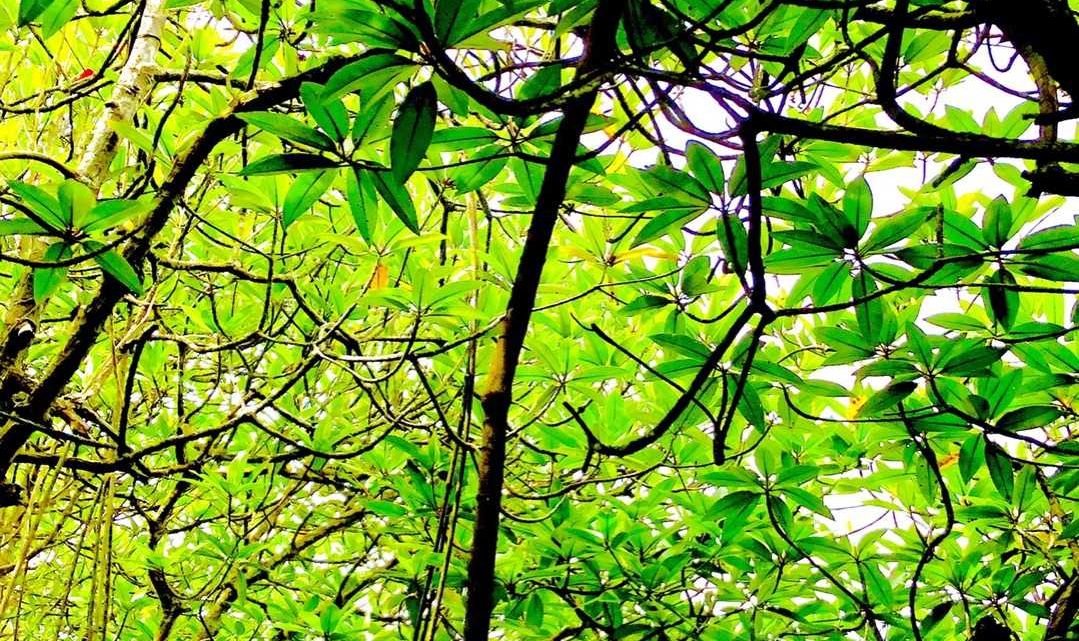 Sri Lanka Images, Self guided Travel Guide to Sri Lanka